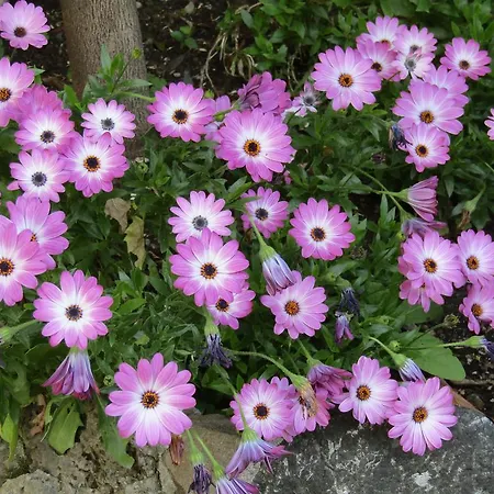 玛丽亚卢吉亚格南度假村 招待所 4*