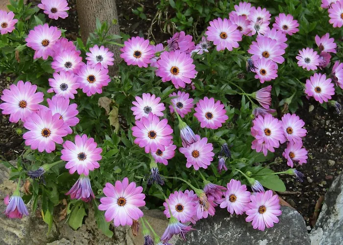 Glam Maria Luigia Pensionat 4*